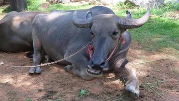buffalo resting on ground and relaxing in farm of Thailand video