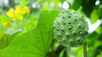 Fresh beautiful lotus seeds pod in pond with natural sunlight in tropical garden video