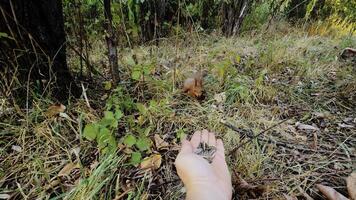Red squirrel approaching and eating from hand in forest video