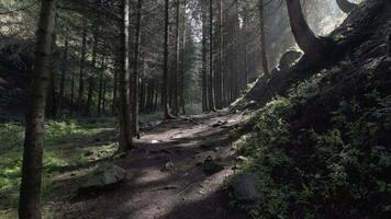 Sunbeams lighting dirt path in misty forest video