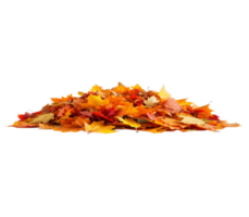 Pile of colorful autumn leaves creating seasonal atmosphere on transparent background png
