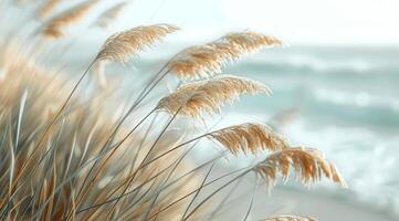 Frosty Pampas Grass in a Wintery Landscape photo