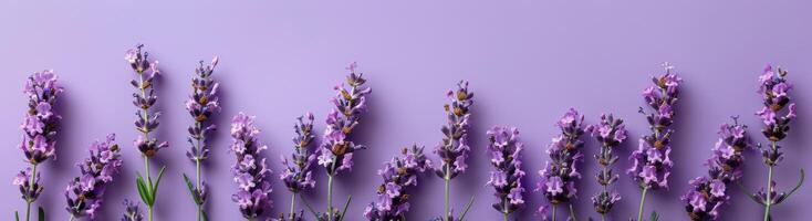 Lavender Flowers Border on Pink Background photo