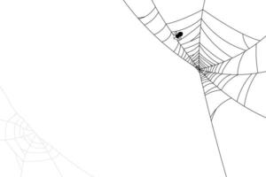 spider web with spider black and white abstract background, no people. insect or bug line art doodle style for backgrounds. vector