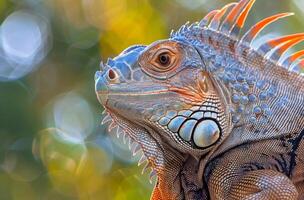 Close-Up of a Green Iguana in a Tropical Forest photo