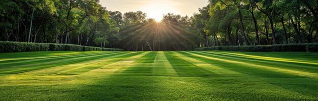 Freshly Mown Lawn Bathed in Morning Sunlight photo