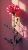 Pink Flower With Green Stem on Pink Background photo