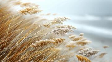Frosty Pampas Grass in a Wintery Landscape photo