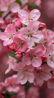 Close Up of Pink Flowers on Tree photo