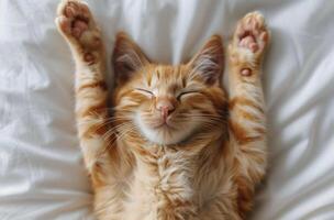 Orange Tabby Cat Sleeping With Paws Up on White Bedding photo