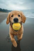 Golden retriever runs happily on the beach with a tennis ball in its mouth photo