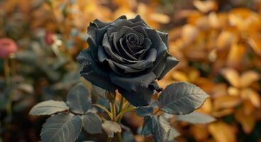 A Single Black Rose In Bloom Against a Blurred Background of Orange Leaves photo