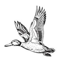 Duck sketch painted illustration Bird hunting vector
