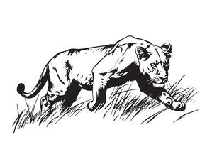 Lioness hunting hand drawn sketch vector