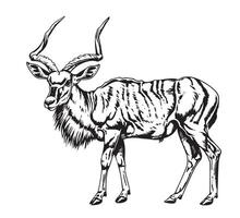 kudu antelope isolated on white background. vector
