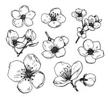 Hand drawn branch of sakura with blooms, flowers vector