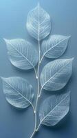 Single Leaf on Blue Background photo