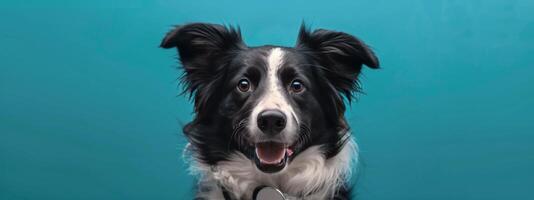 Smiling Black And White Border Collie With Stethoscope Against Blue Background photo