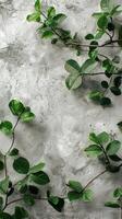 Green Leaves on White Background photo