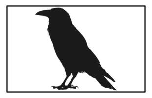 Majestic Raven Bird Silhouette Dark and Mysterious Design vector