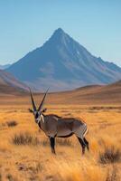 A solitary oryx stands in golden grasslands with a mountain backdrop at sunset photo