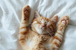 Orange Tabby Cat Sleeping With Paws Up on White Bedding photo