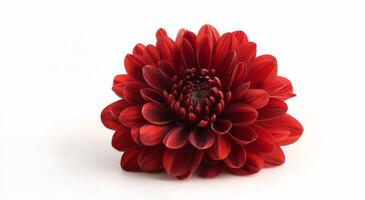 A Single Red Chrysanthemum Flower on a White Background photo