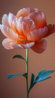 White and Orange Flower With Green Leaves photo