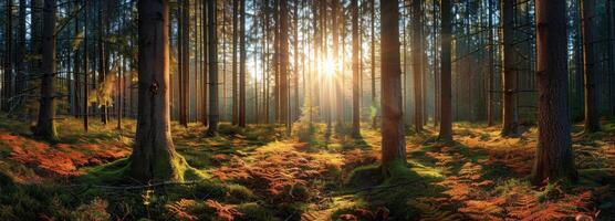 Golden Sunlight Filtering Through Tall Trees in a Dense Forest at Sunset photo