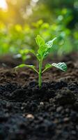 Small Green Plant Sprouting Out of Ground photo