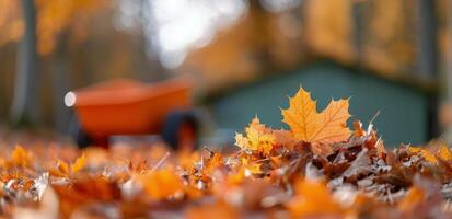 Autumn Leaves on a Fall Day photo