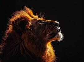 Close Up of Black Lioness Looking Up With Bright Eye photo
