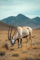 A solitary oryx stands in golden grasslands with a mountain backdrop at sunset photo