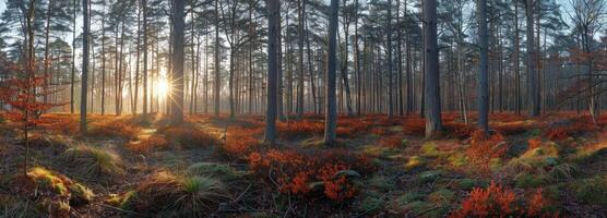 Golden Sunlight Filtering Through Tall Trees in a Dense Forest at Sunset photo
