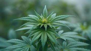 Close Up of Marijuana Plant With Blurry Background photo