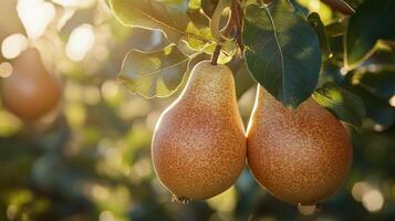 Ripe pears hanging from branches in a sunlit orchard during harvest season photo