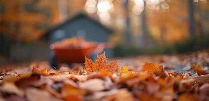 Autumn Leaves on a Fall Day photo