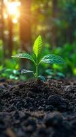 Small Green Plant Sprouting Out of Ground photo
