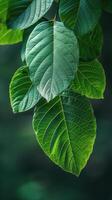 Close Up of Green Plant With Leaves photo