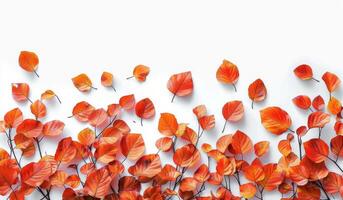 Orange Autumn Leaves Scattered on White Background photo