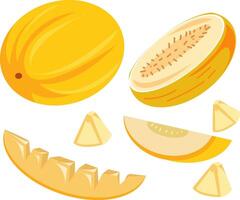 Fresh Yellow Melon with Slices and Seeds Illustration vector