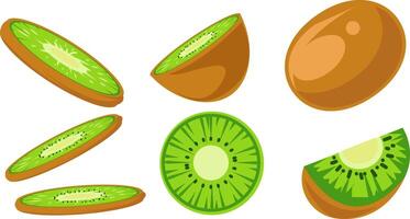 Fresh Kiwi Fruit Illustrations in Various Cuts vector