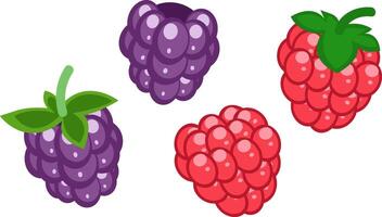 Blackberry and Raspberry Illustration, Berries Fruit vector
