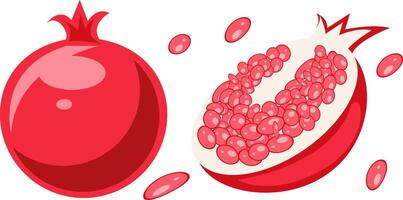 Whole and Sliced Pomegranate Illustration with Seeds vector