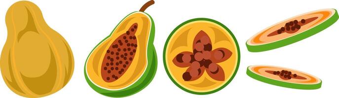 Papaya Illustrations Showing Different Cuts vector