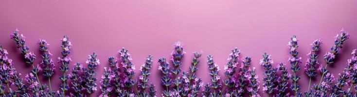 Lavender Flowers Border on Pink Background photo