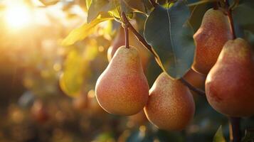 Ripe pears hanging from branches in a sunlit orchard during harvest season photo