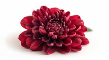 A Single Red Chrysanthemum Flower on a White Background photo