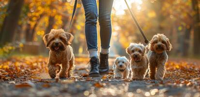 Person Walking Four Dogs on Path Through Autumn Forest photo