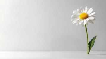 A single daisy standing tall on a white background with soft natural light illuminating it photo
